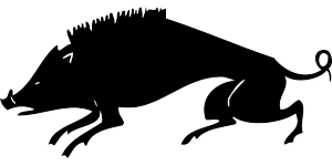 boar-152427_640